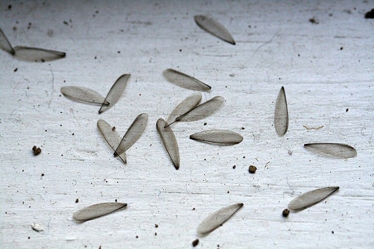Termite Wings