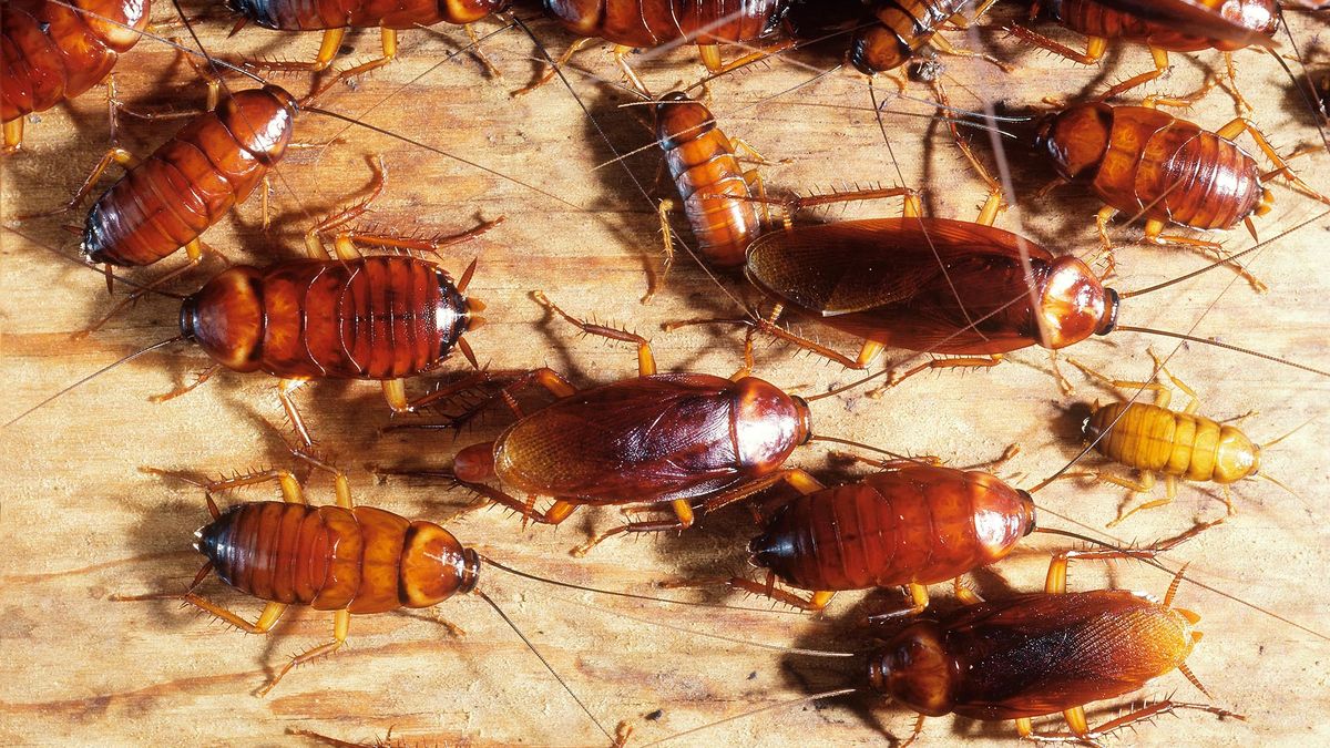 Startling roach infestation found inside Denny's among issues on