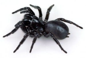 Funnel Web Spider