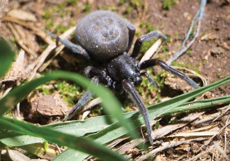 Garden Spiders coming inside