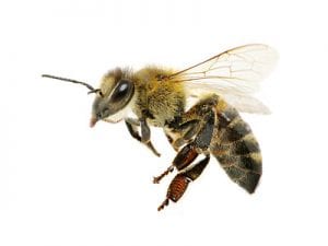 Bee