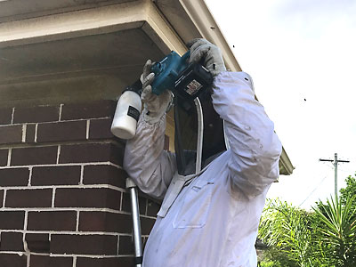 Bee Removal