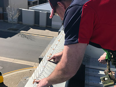 Commercial Bird Proofing Spikes