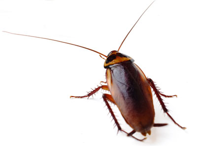 cockroach