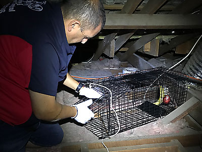 Possum Trap in Roof