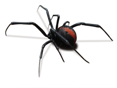 Redback Spider Female