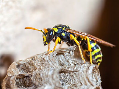 Wasp