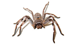 Harmless Huntsman Spider