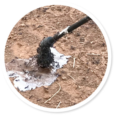 ant treatment adelaide