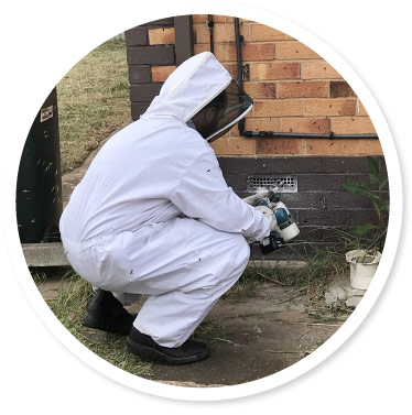 Bee Removal Adelaide