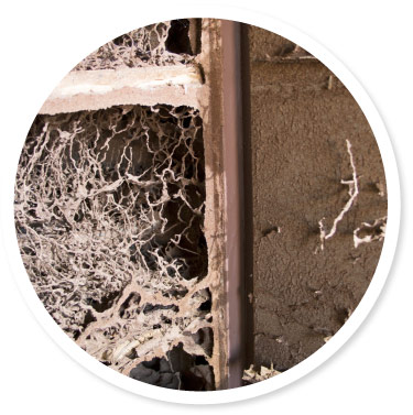 Termite Damage