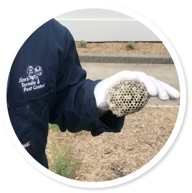 wasp nest removal Adelaide