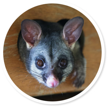 Possum Removal Adelaide