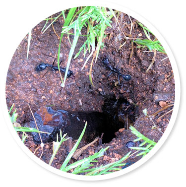 Black Ants Pest Control