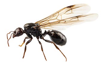 flying ants control