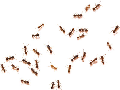 get rid of ants adelaide