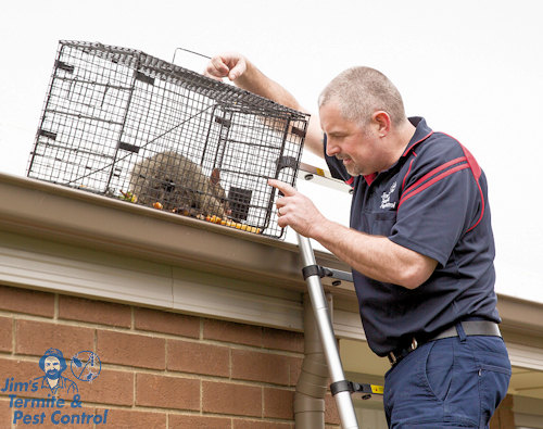 How to get rid of possums in my roof