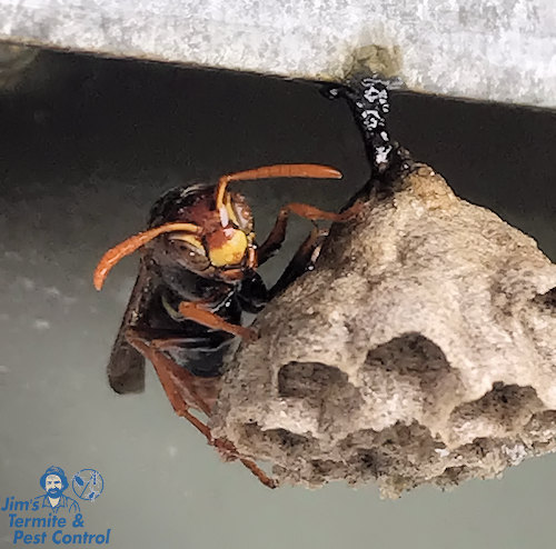 get-rid-of-wasp-nest