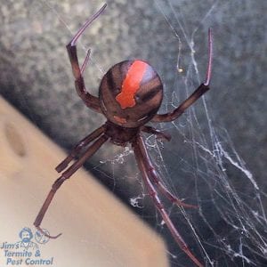 How To Get Rid Of Redback Spiders - Call Jim's For All Spider Control