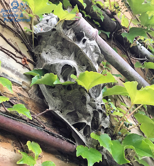 wasp-nest-removal-cost