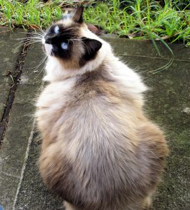 Outdoor cat enclosure Adelaide